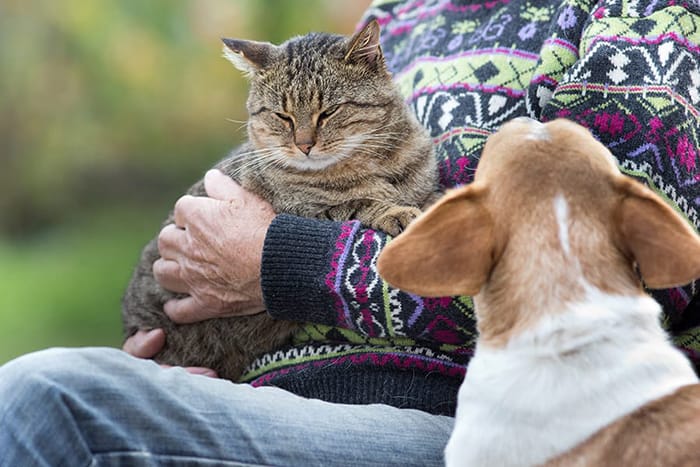 History of Jealousy in Animals